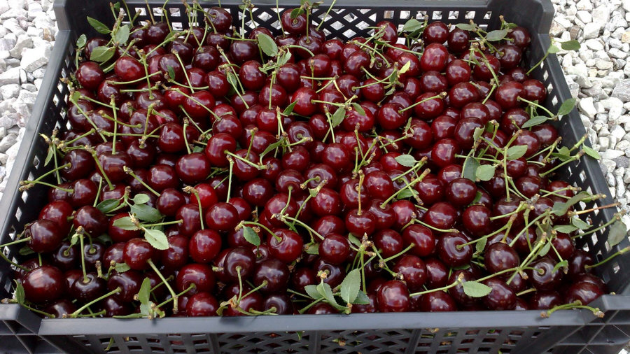 Polský vývozce ovoce, jablka, hrušky, švestky, třešně, velkoobchod Polsko 01