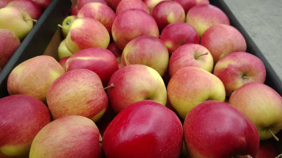 Polský vývozce ovoce, jablka, hrušky, švestky, třešně, velkoobchod Polsko 02