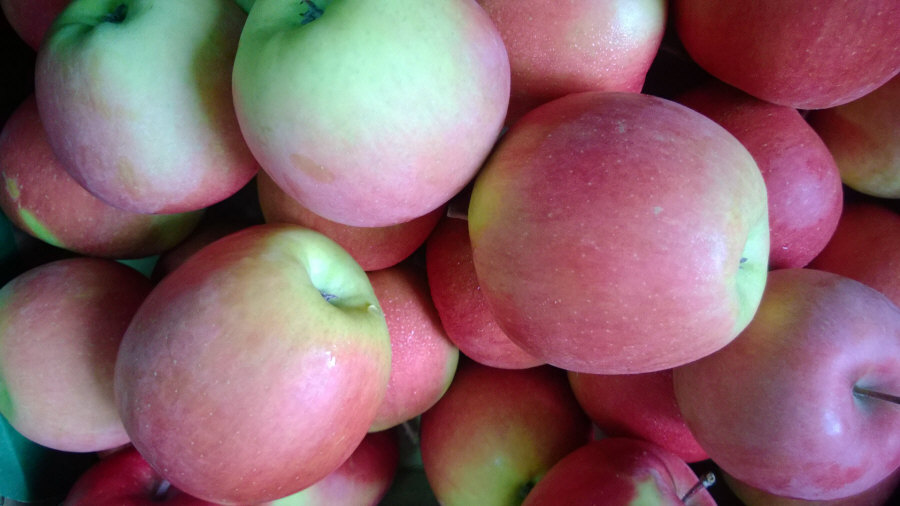 Polský vývozce ovoce, jablka, hrušky, švestky, třešně, velkoobchod Polsko 02