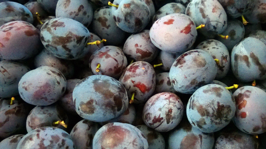 Polský vývozce ovoce, jablka, hrušky, švestky, třešně, velkoobchod Polsko 02