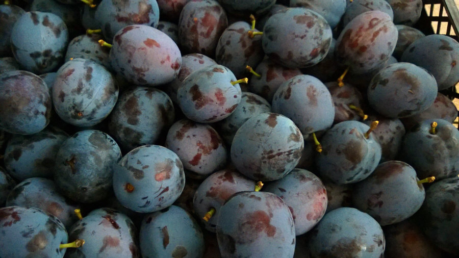 Polský vývozce ovoce, jablka, hrušky, švestky, třešně, velkoobchod Polsko 01