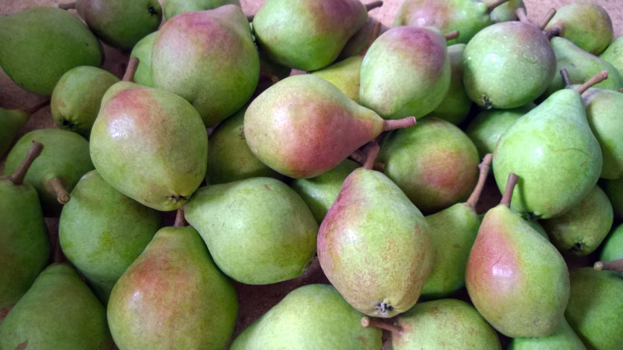 Polský vývozce ovoce, jablka, hrušky, švestky, třešně, velkoobchod Polsko 01