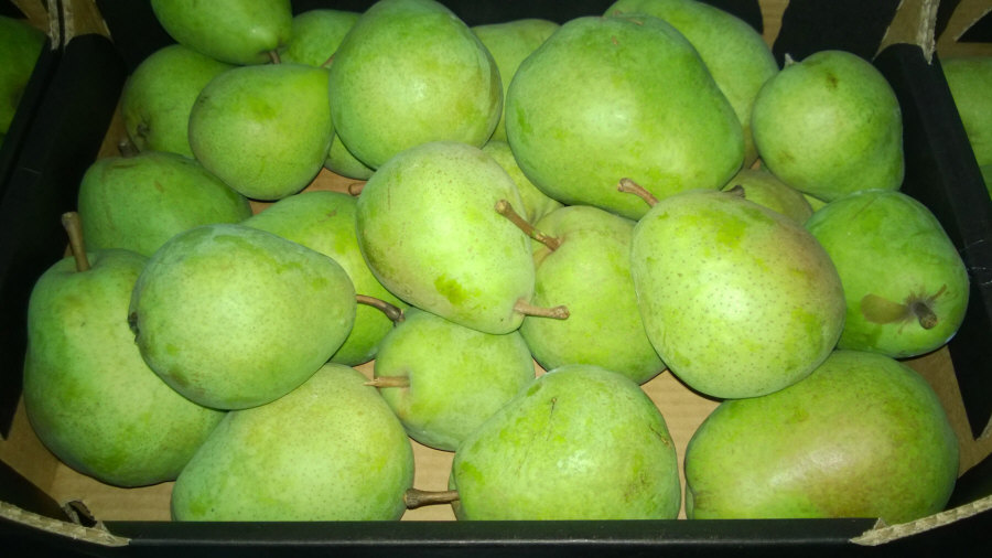 Polský vývozce ovoce, jablka, hrušky, švestky, třešně, velkoobchod Polsko 01